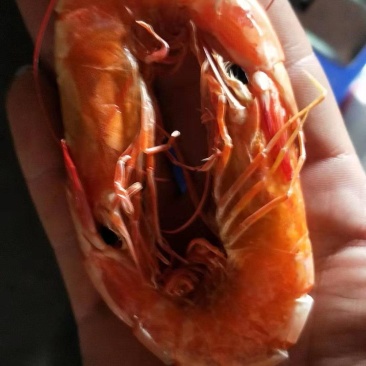 烤虾干