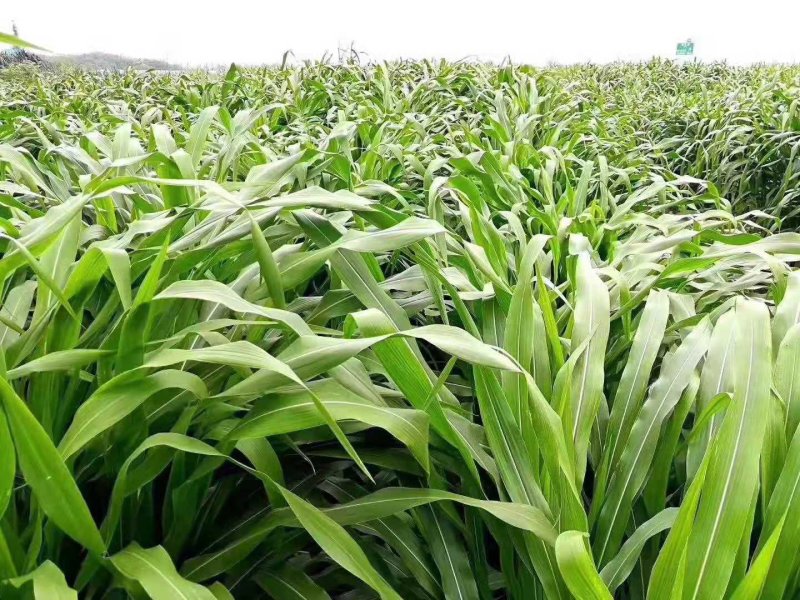 墨西哥玉米草种子四季养殖多年生再生进口猪牛羊兔畜禽