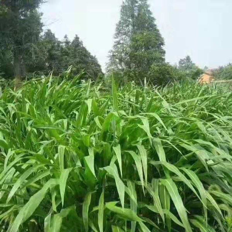 墨西哥玉米草种子四季养殖多年生再生进口猪牛羊兔畜禽