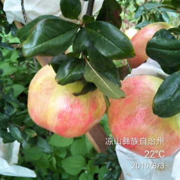 软子石榴