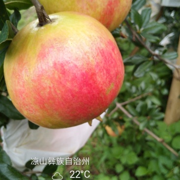 突尼斯软子石榴