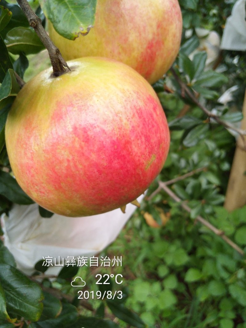 突尼斯软子石榴