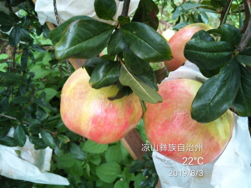 突尼斯软子石榴