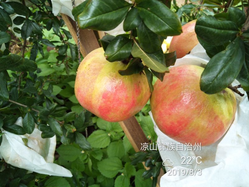 突尼斯软子石榴