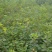 黄栌种子黄芦种子籽黄芦苗香山红叶纯新种子包发芽