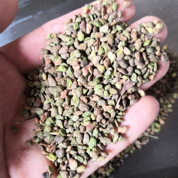 黄栌种子黄芦种子籽黄芦苗香山红叶纯新种子包发芽