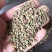 黄栌种子黄芦种子籽黄芦苗香山红叶纯新种子包发芽