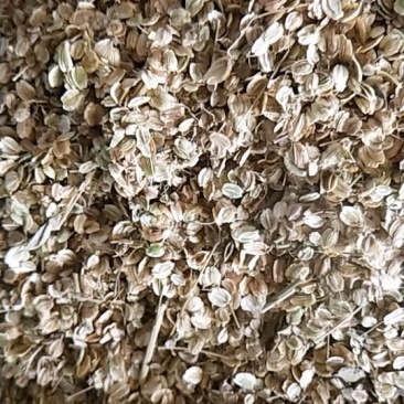 种植白芷，包技术包回收