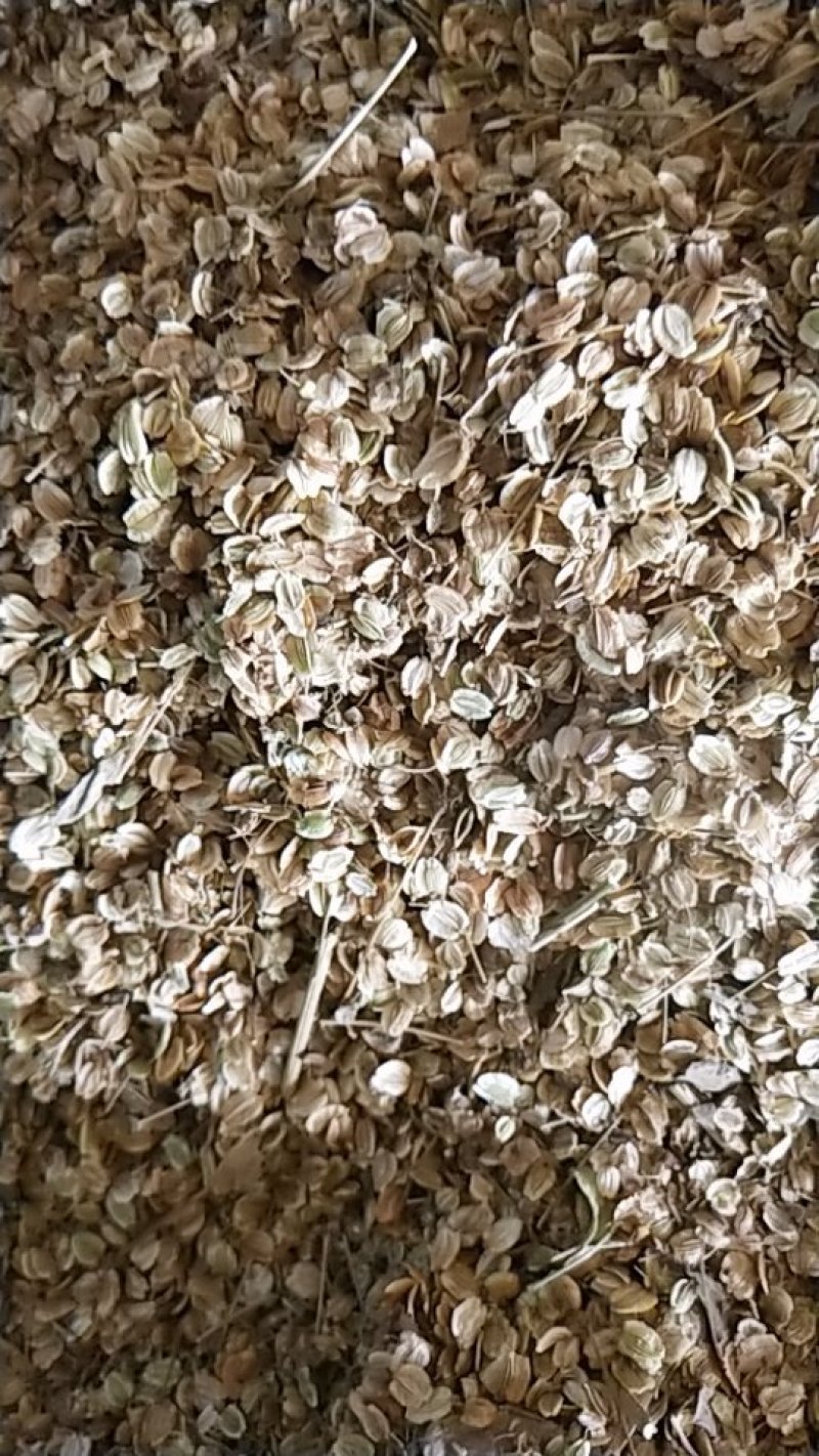 种植白芷，包技术包回收