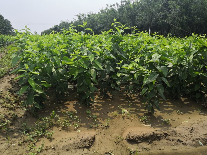 杜仲树苗一年苗成活率高一级苗大量供应