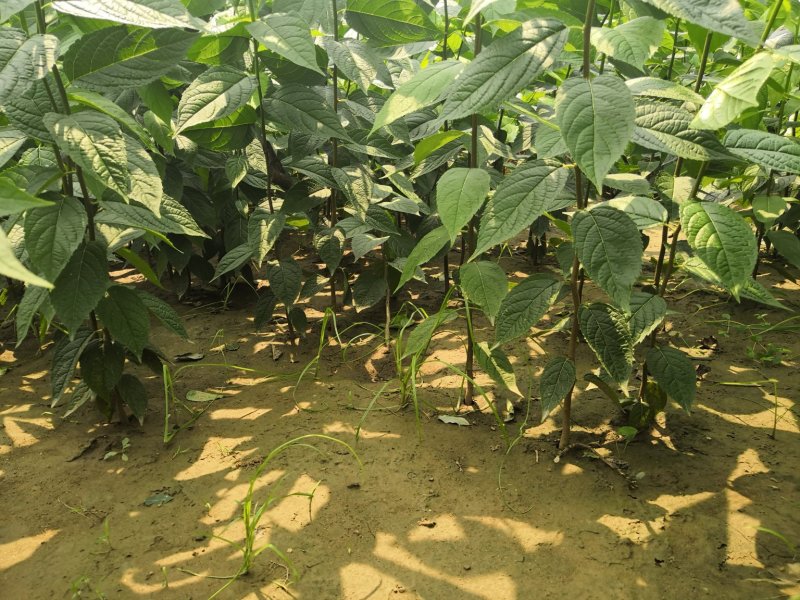 杜仲树苗一年苗成活率高一级苗大量供应