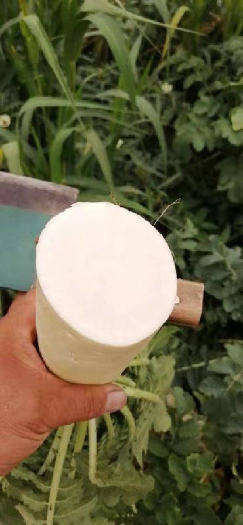 白萝卜，大棚货。不康不烂，大量供应。都是新鲜货