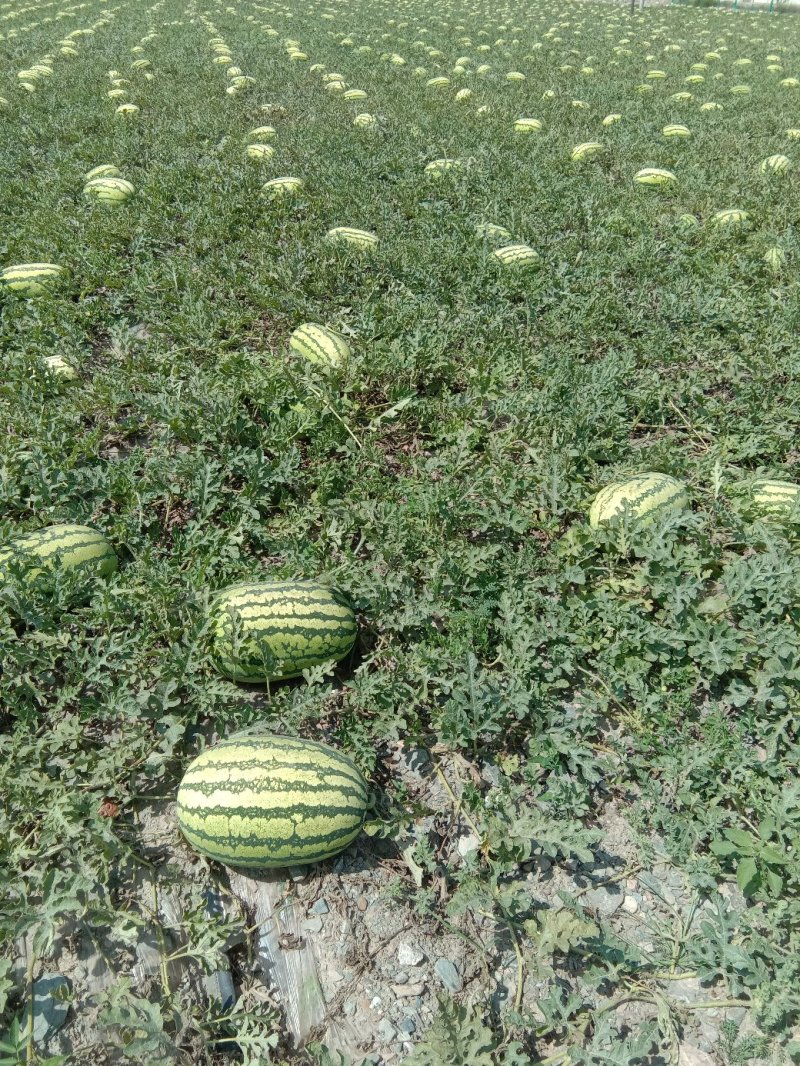 硒砂瓜，又名石头瓜，含糖量15%以上，万亩产地，宁夏银川