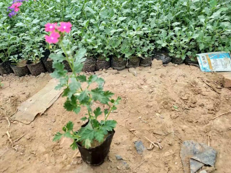 美女樱花开两色，价格实惠，品质保证欢迎选购