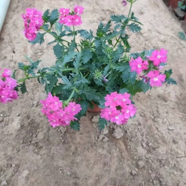 美女樱花开两色，价格实惠，品质保证欢迎选购