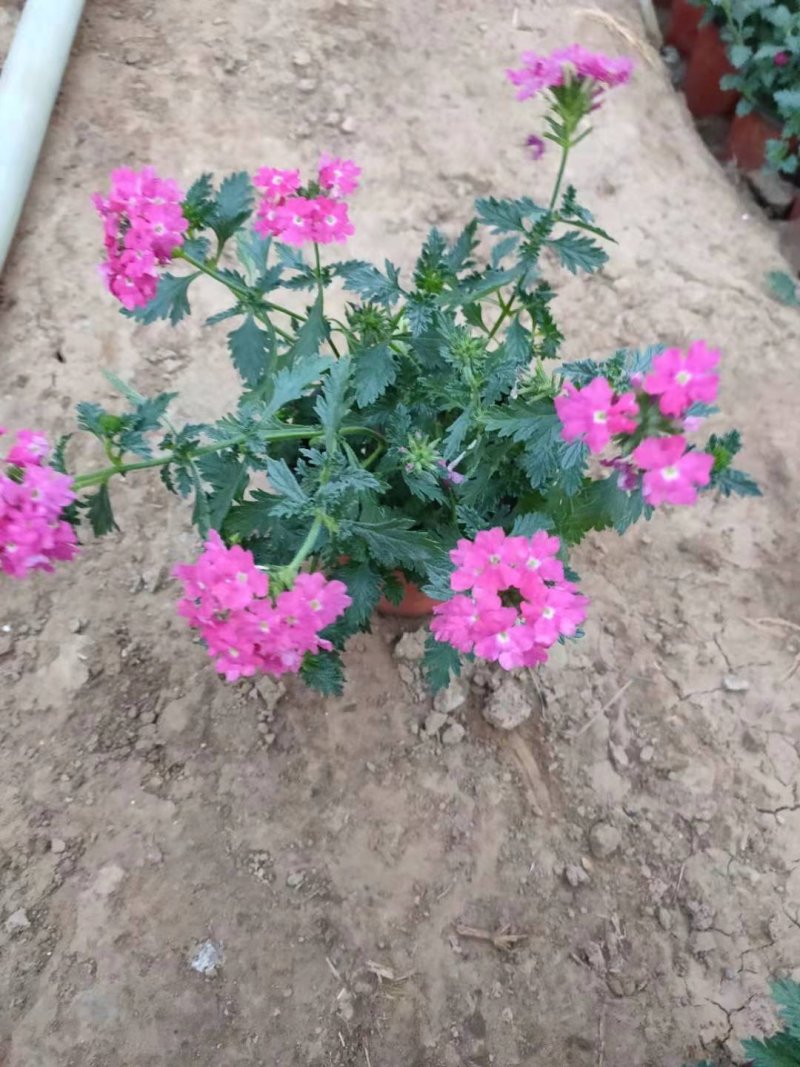 美女樱花开两色，价格实惠，品质保证欢迎选购