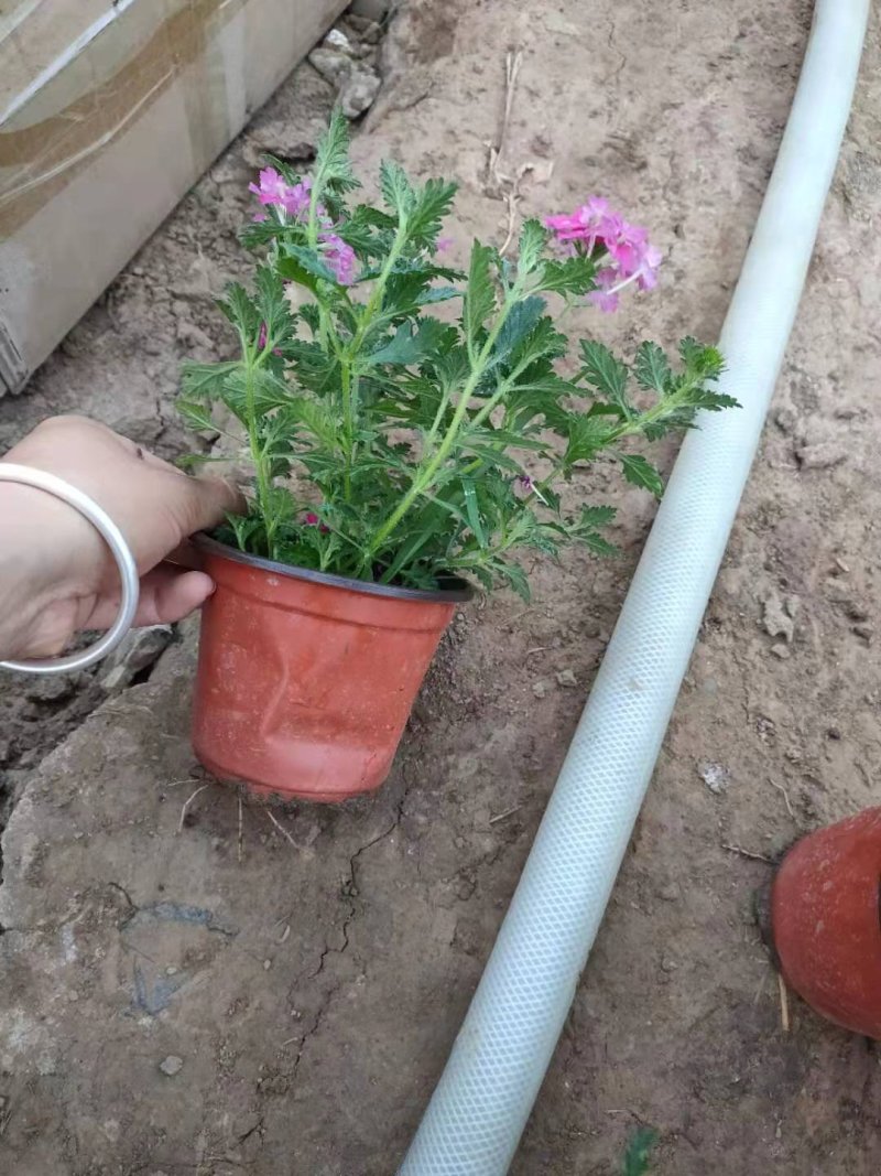 美女樱花开两色，价格实惠，品质保证欢迎选购