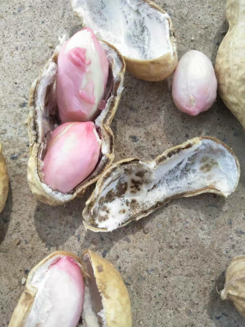 鲜花生