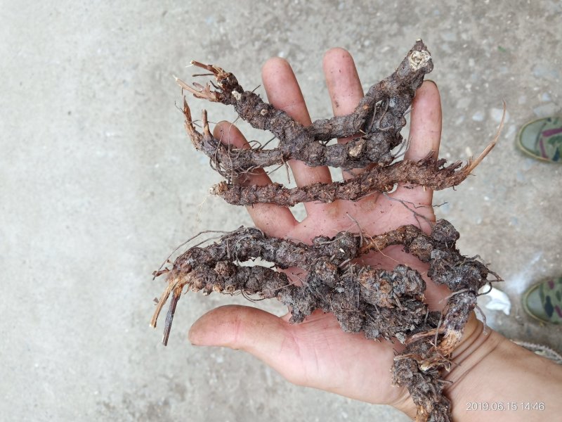 纯野生朱砂点儿苍术种茎种子幼苗成品