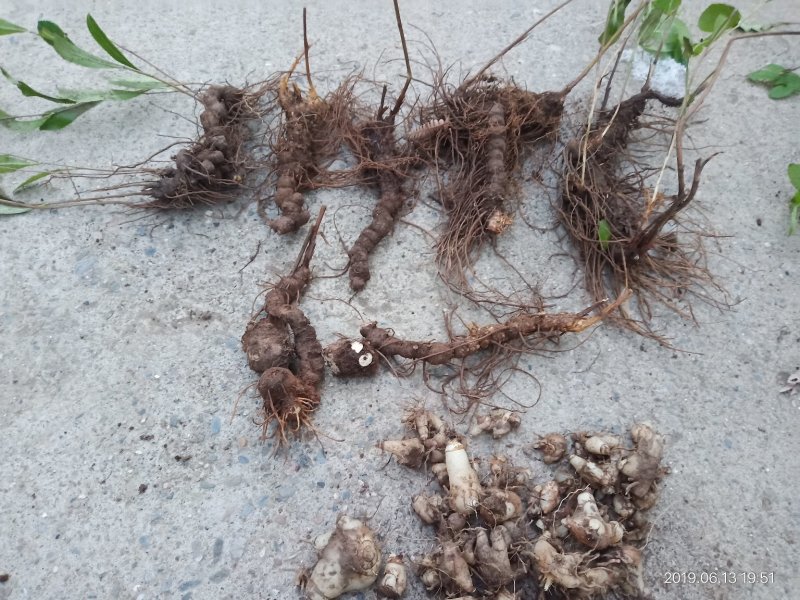 纯野生朱砂点儿苍术种茎种子幼苗成品