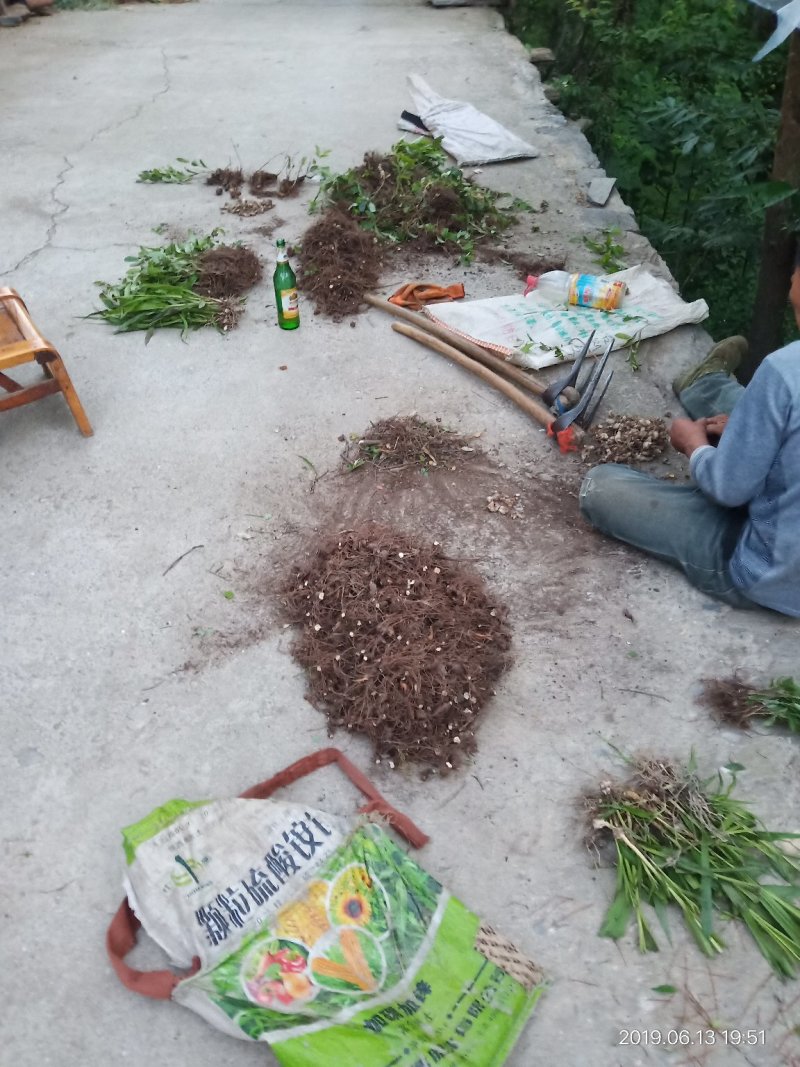 纯野生朱砂点儿苍术种茎种子幼苗成品