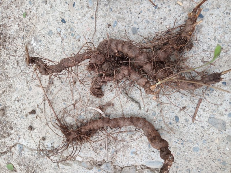 纯野生朱砂点儿苍术种茎种子幼苗成品