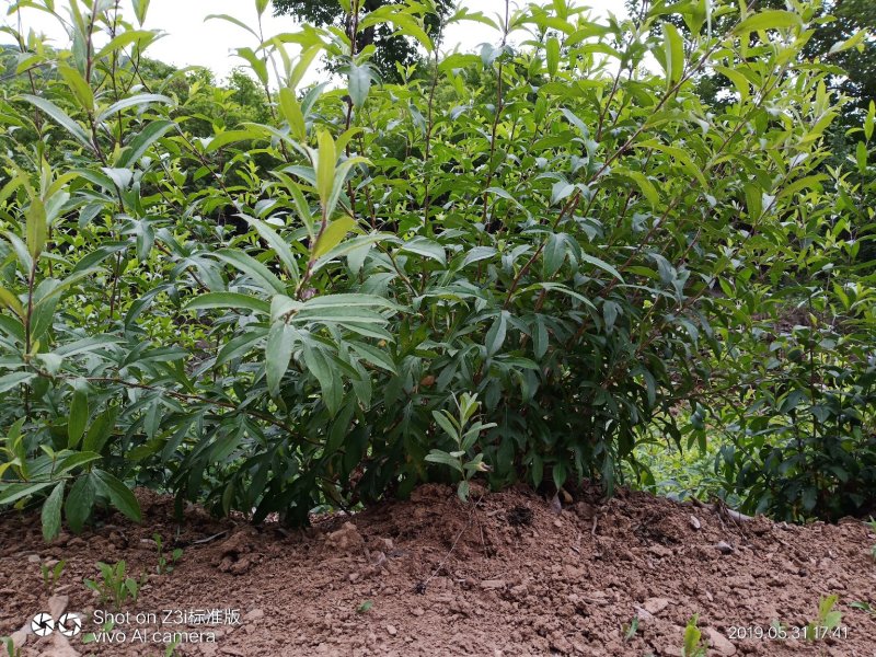 纯野生朱砂点儿苍术种茎种子幼苗成品
