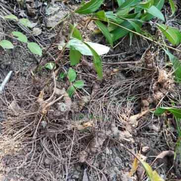纯野生朱砂点儿苍术种茎种子幼苗成品
