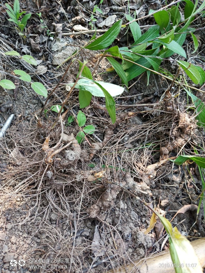 纯野生朱砂点儿苍术种茎种子幼苗成品