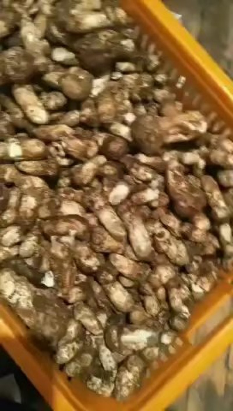 新鲜野生松茸