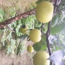 皇冠梨