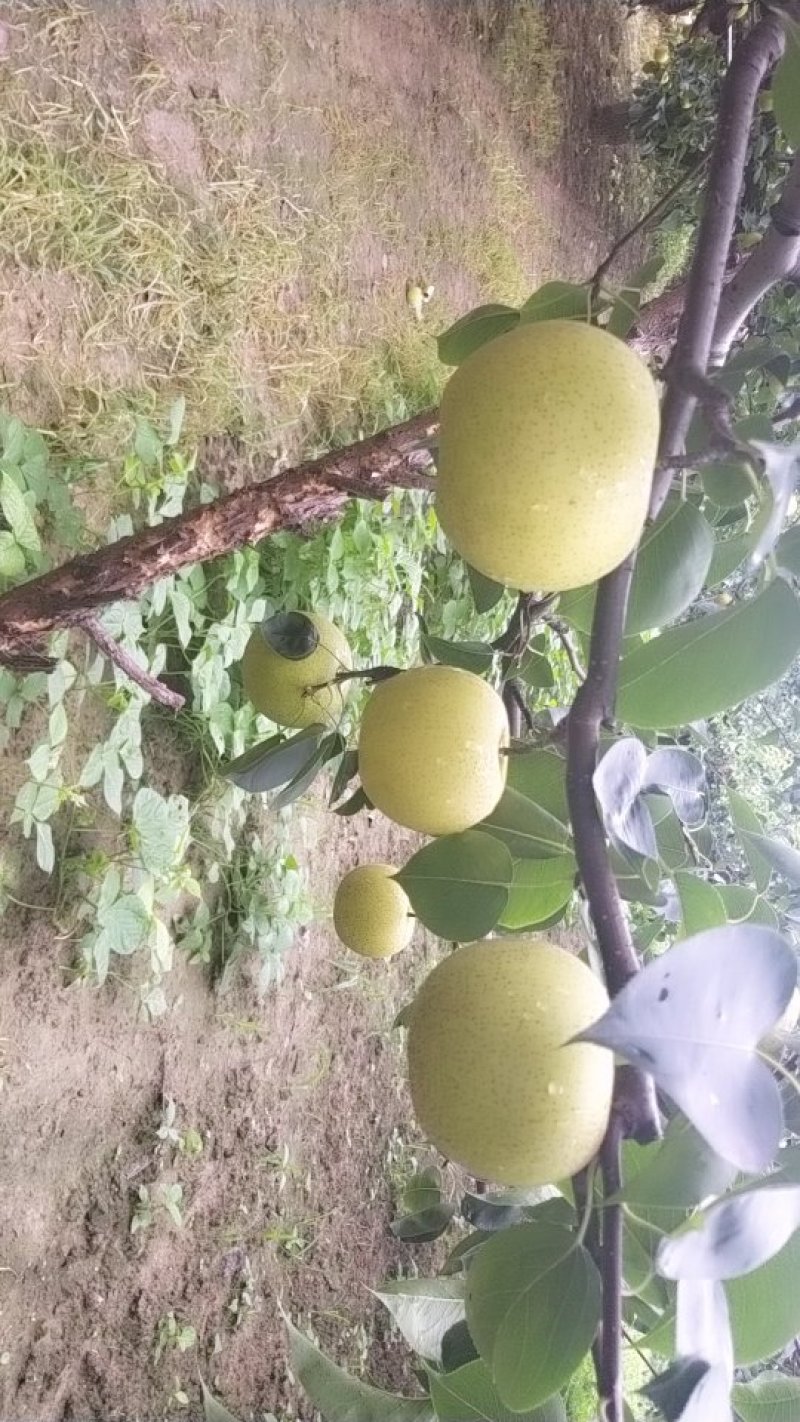 皇冠梨