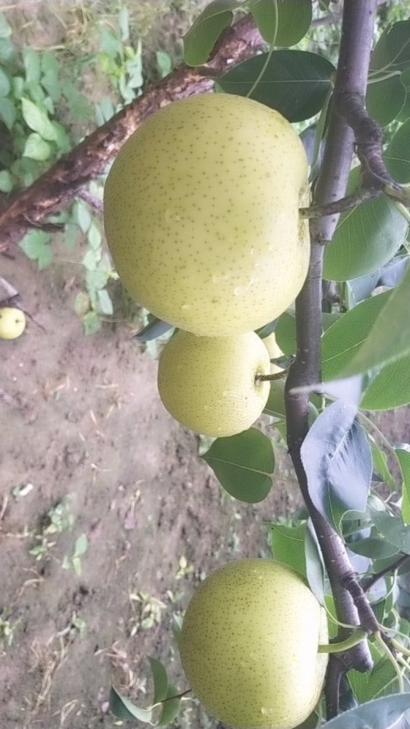 皇冠梨
