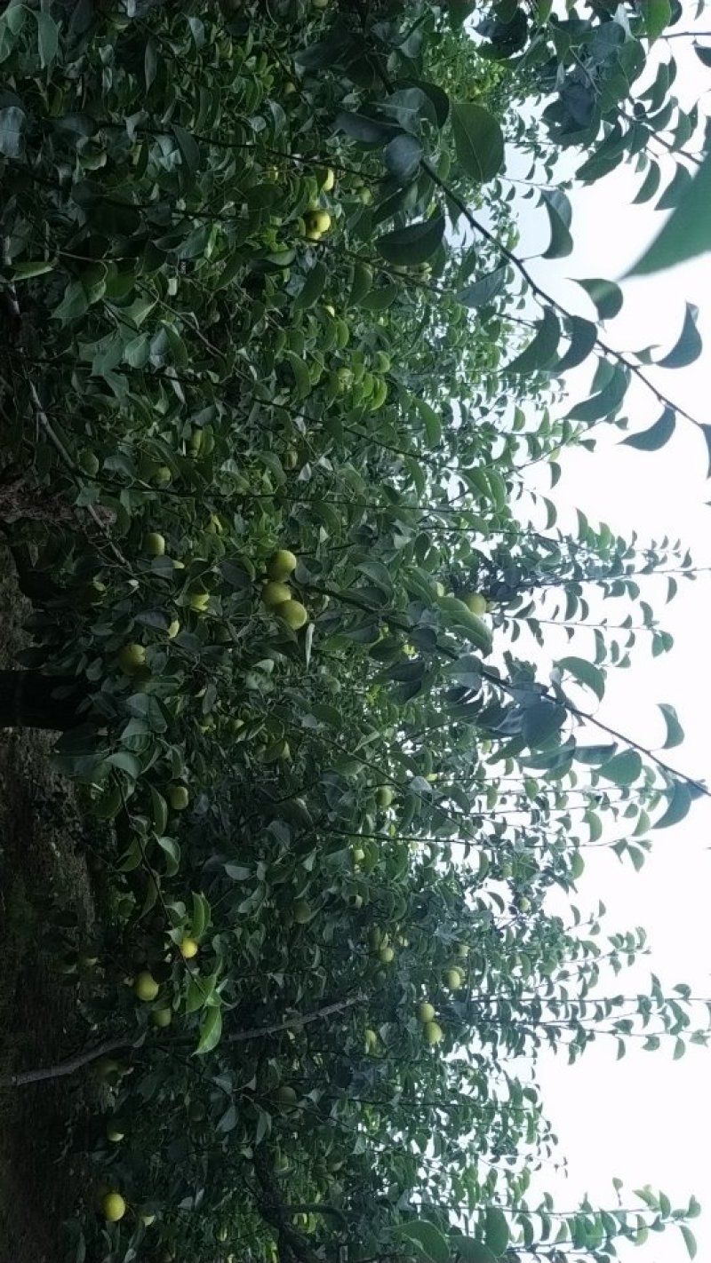 皇冠梨