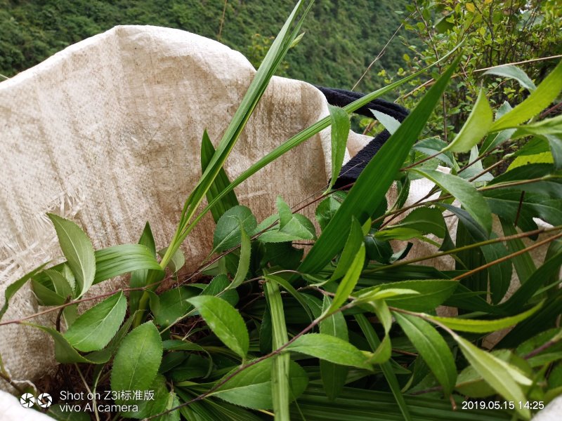 纯野生移栽朱砂点儿苍术种茎