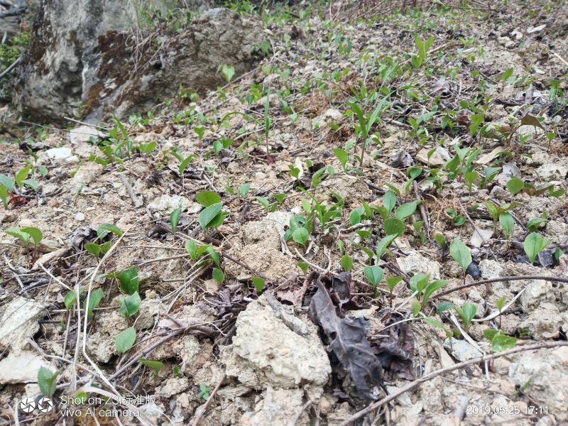 纯野生移栽朱砂点儿苍术种茎