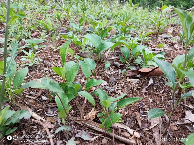 纯野生移栽朱砂点儿苍术种茎