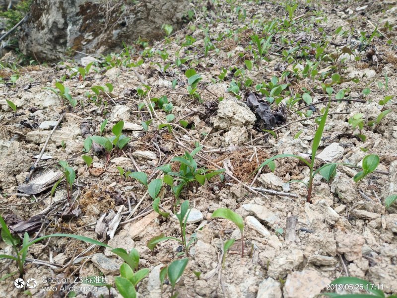 纯野生移栽朱砂点儿苍术种茎