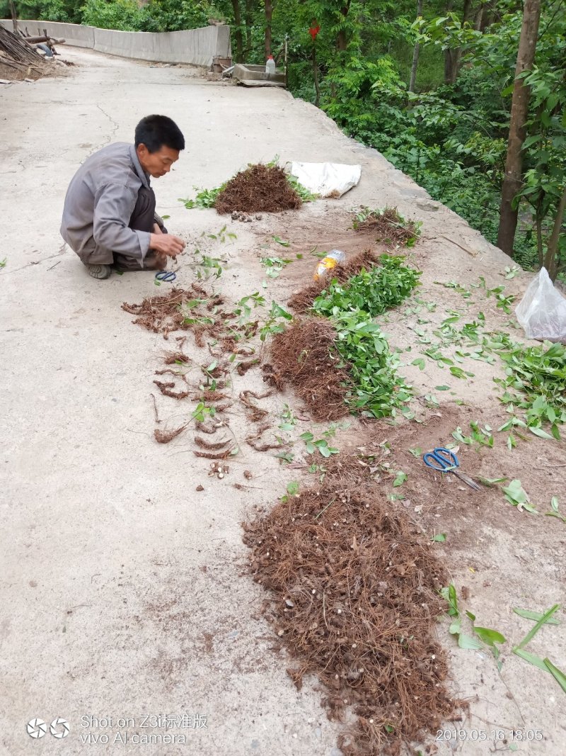 纯野生移栽朱砂点儿苍术种茎