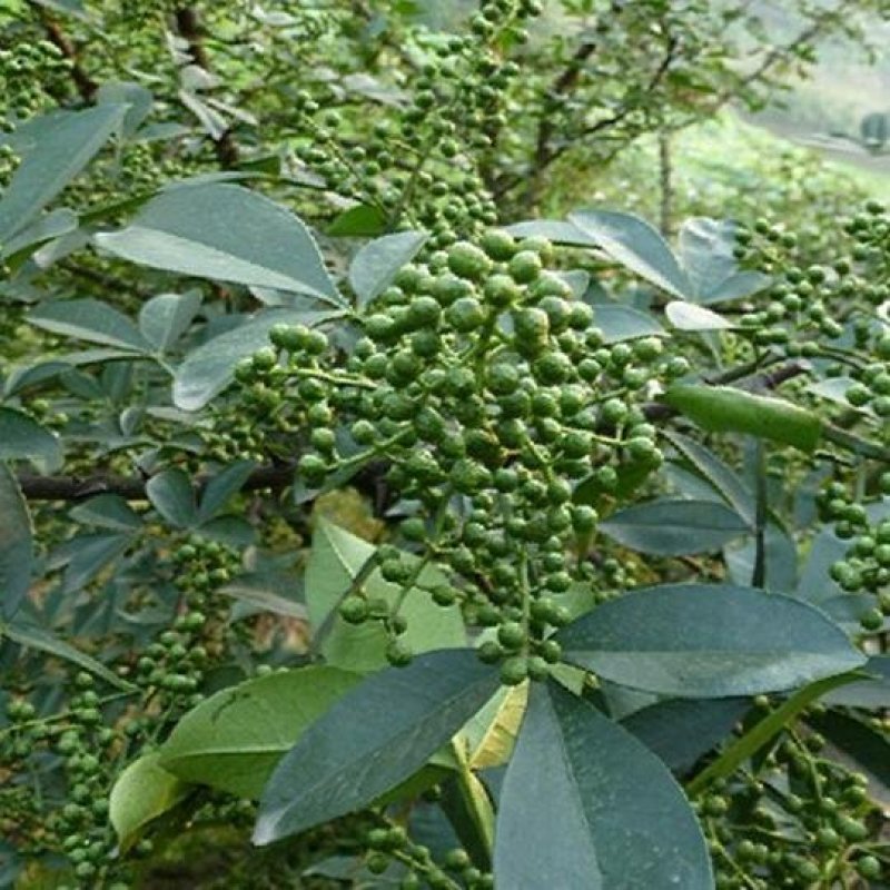 四川凉山产业扶贫项目，木里县青花椒