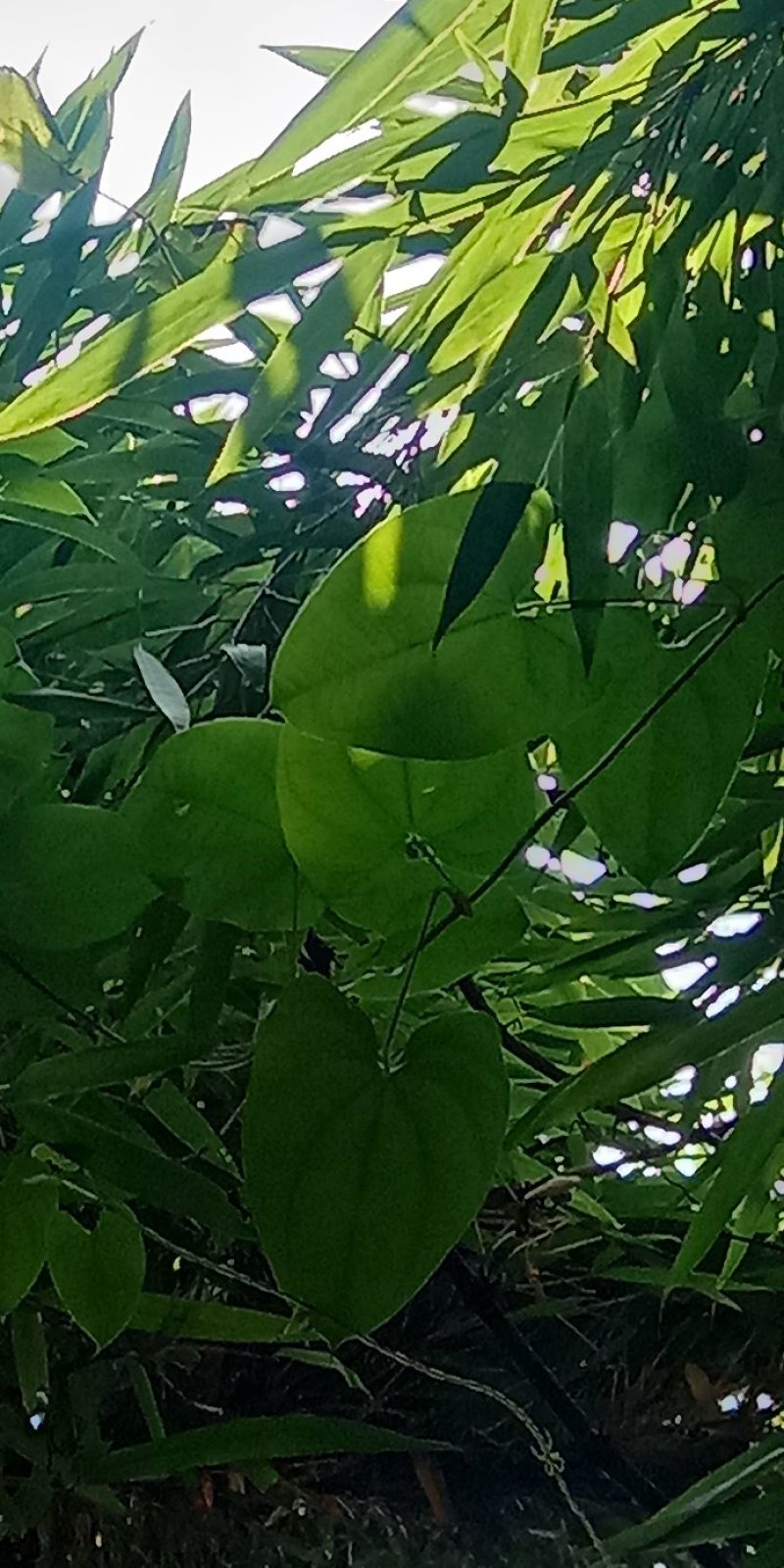 牛尾山药多年生林下种植经济作物可达一两百斤几十年连续生长