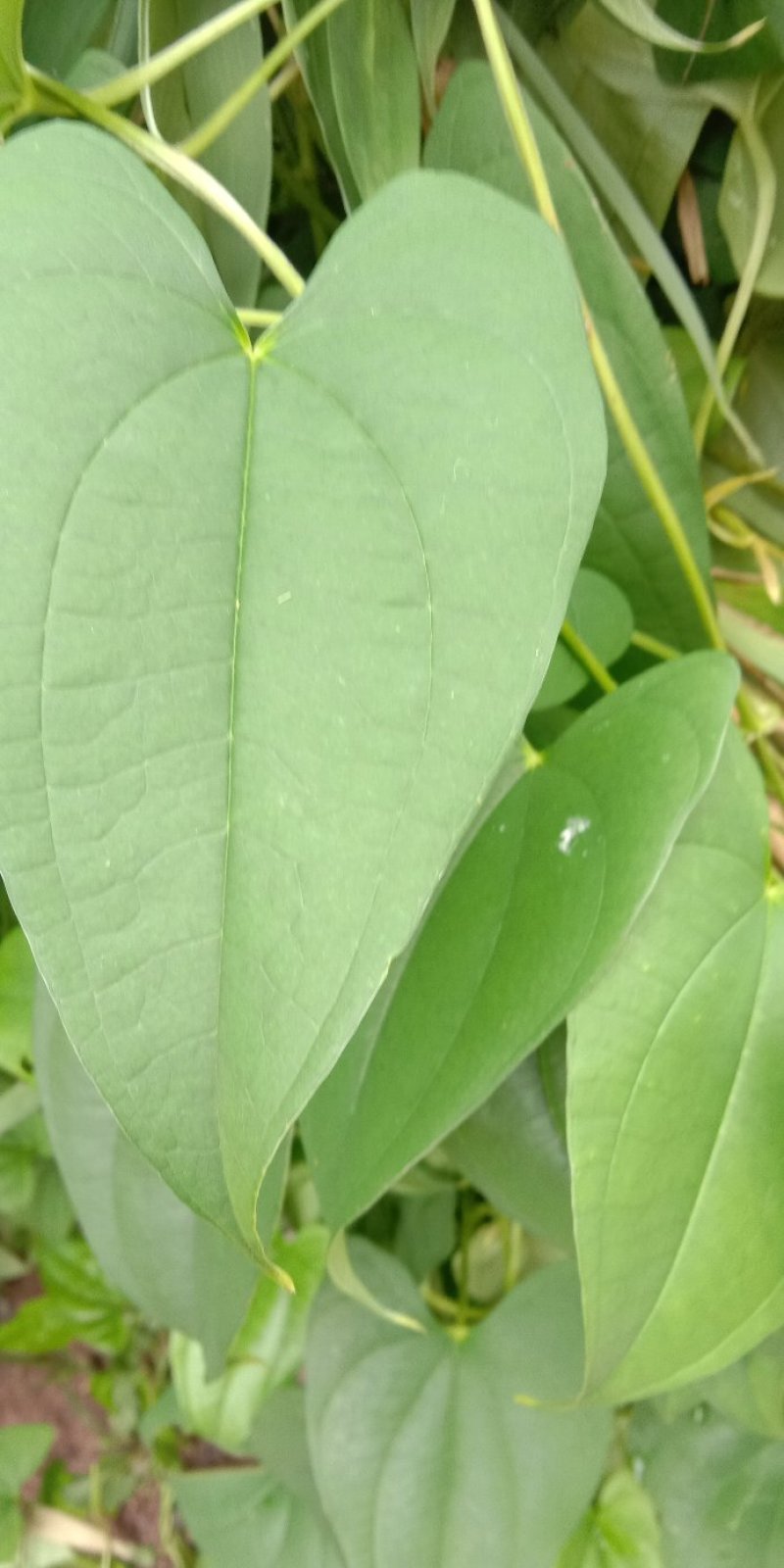 牛尾山药多年生林下种植经济作物可达一两百斤几十年连续生长