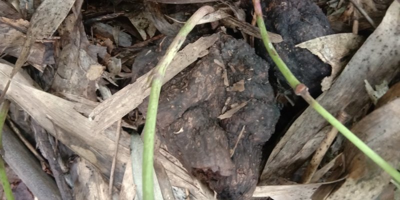 牛尾山药多年生林下种植经济作物可达一两百斤几十年连续生长