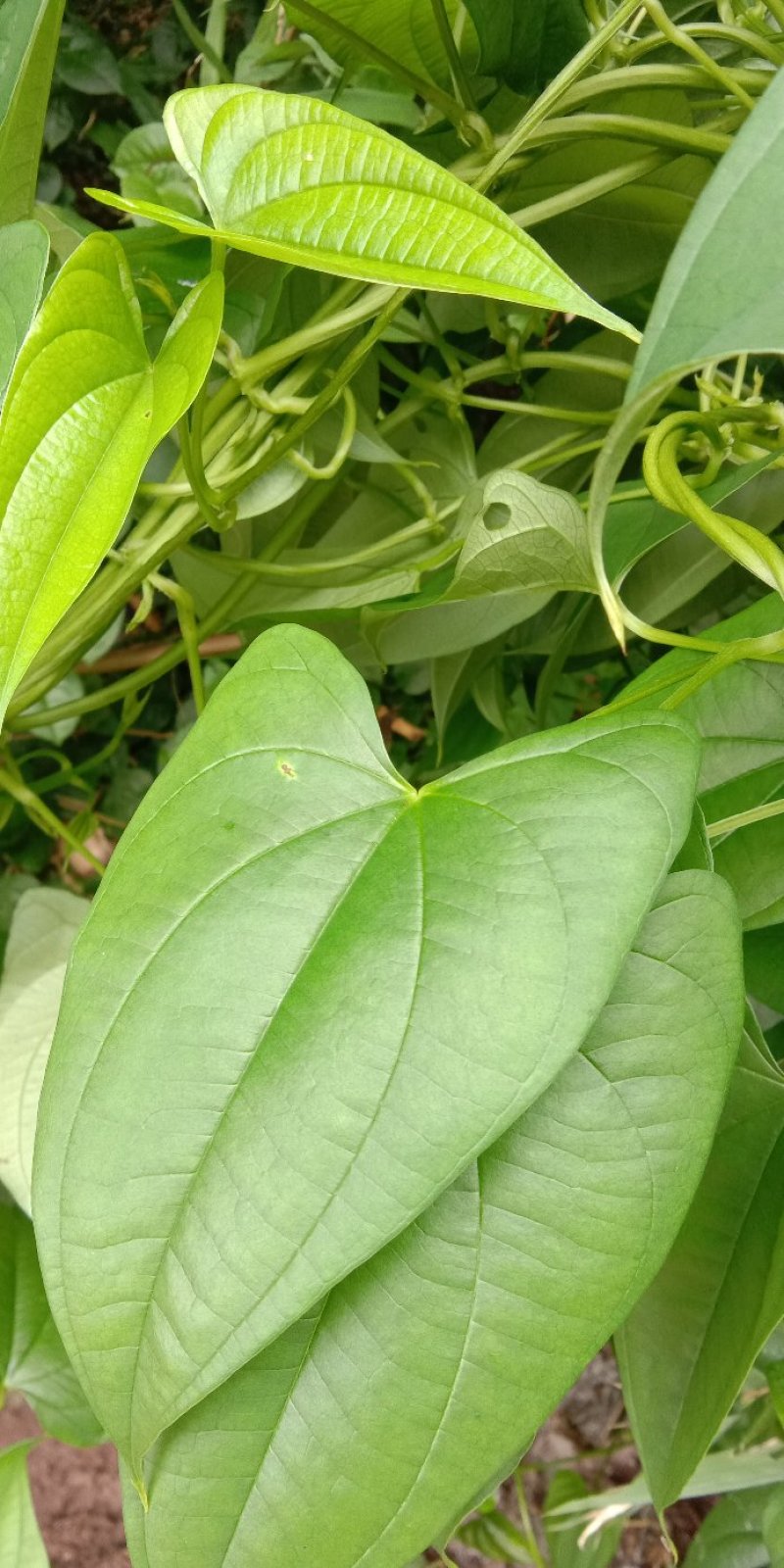 牛尾山药多年生林下种植经济作物可达一两百斤几十年连续生长