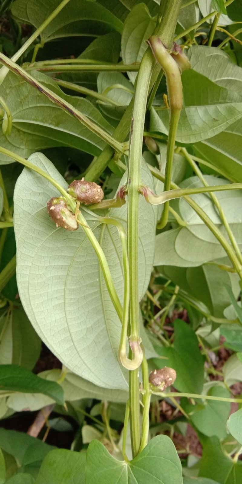 牛尾山药多年生林下种植经济作物可达一两百斤几十年连续生长