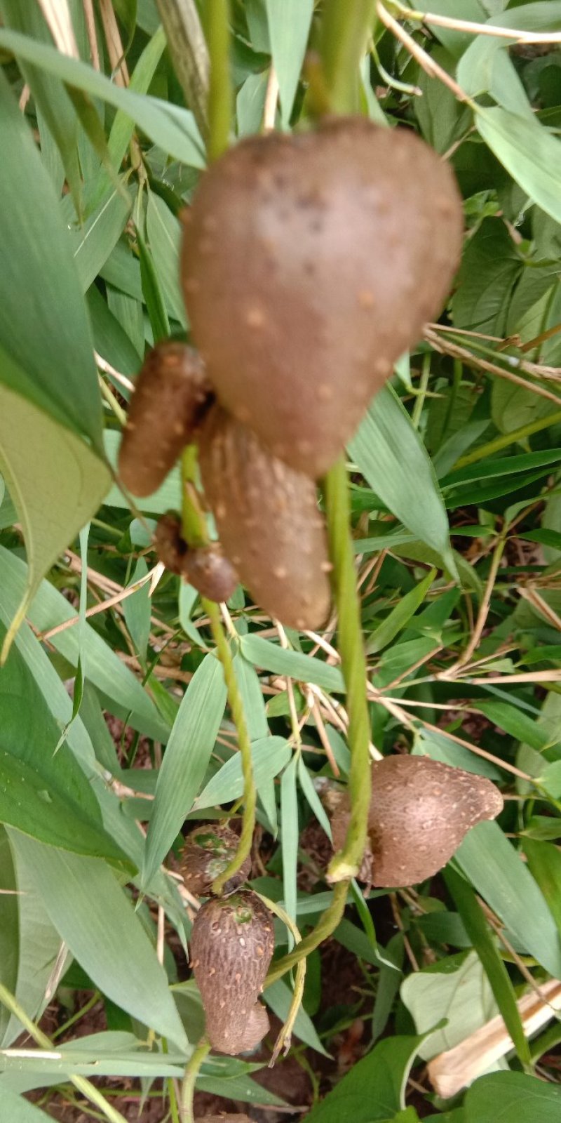 牛尾山药多年生林下种植经济作物可达一两百斤几十年连续生长