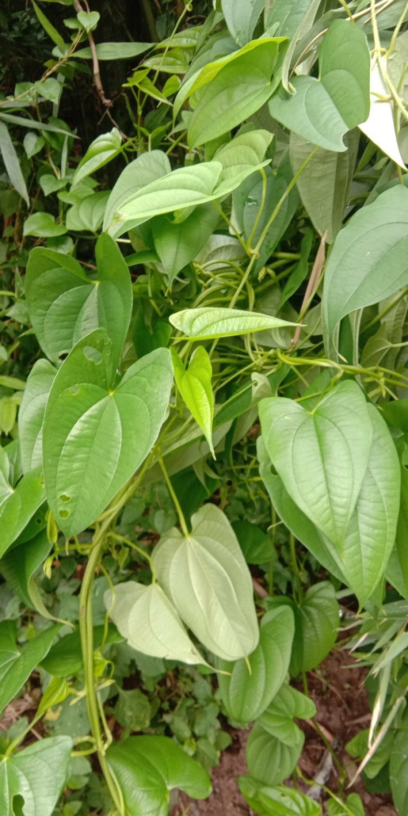 牛尾山药多年生林下种植经济作物可达一两百斤几十年连续生长