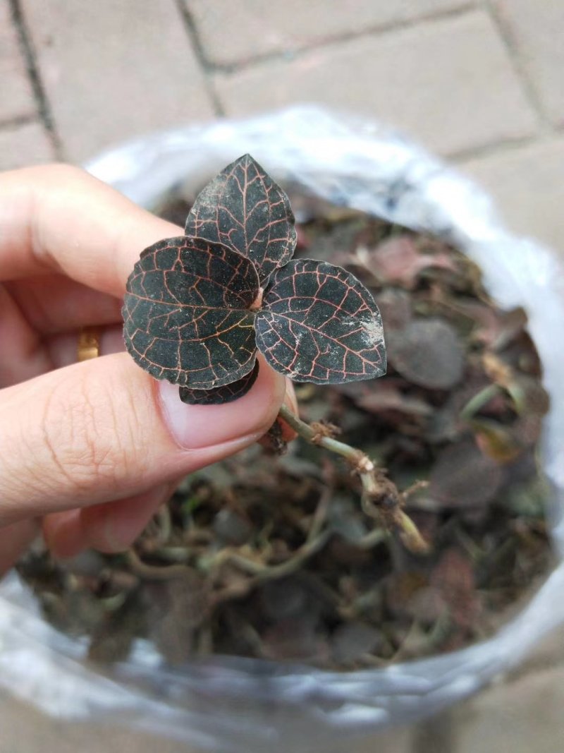 金线莲