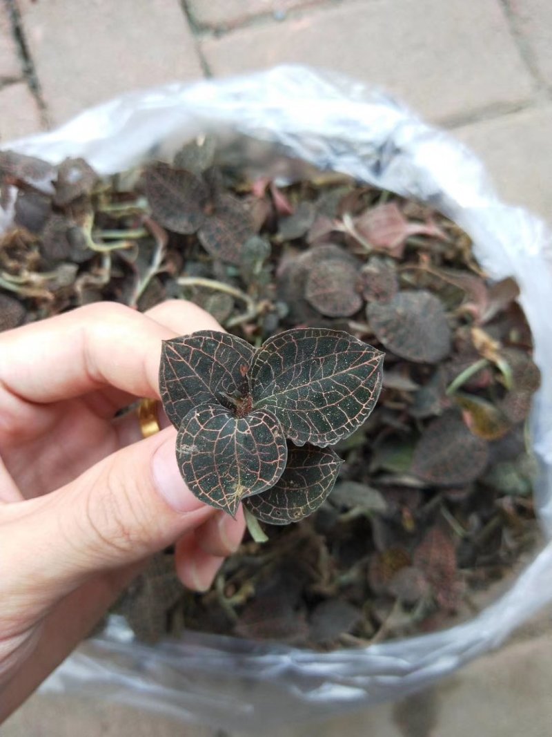 金线莲