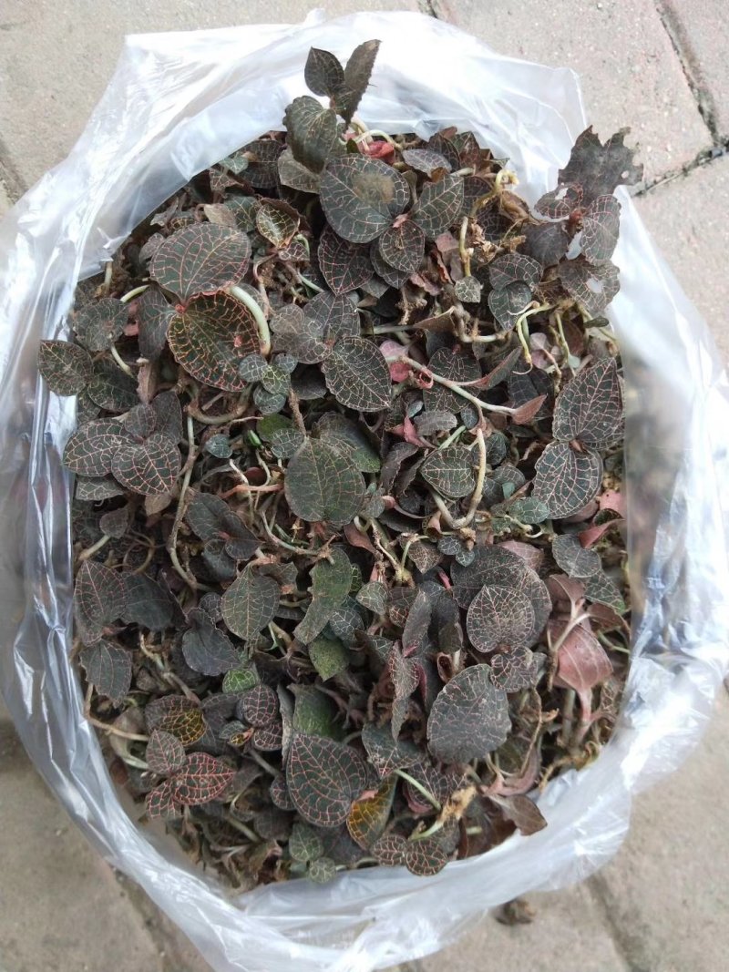金线莲